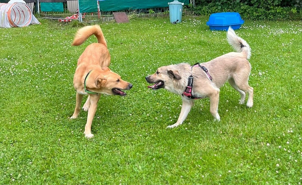 Hunde Spiel Verhalten