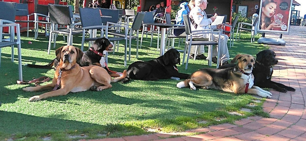 Eye-level view of a happy training dog