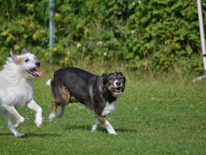 Hundeplatz Freilauf