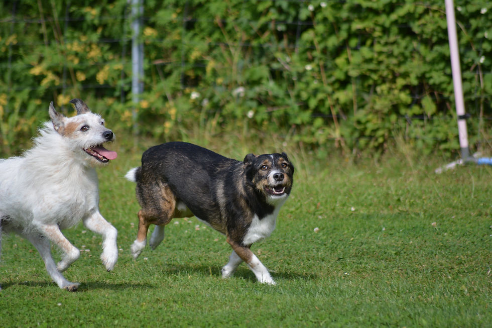 Wide angle view of training space for dogs