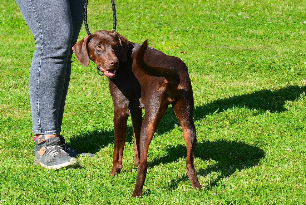 Close-up view of a dog owner with a dog trainer