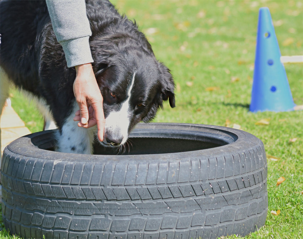 Vertrauen Horst im Training