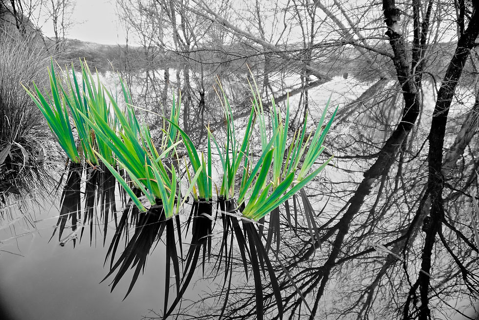 Verde que quiero Verde