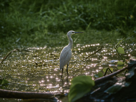 Spotlight on the Egret: A Muse in White
