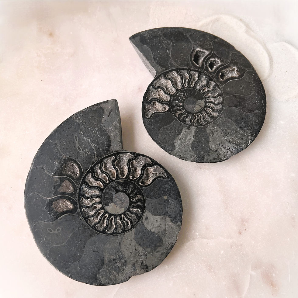 Thumbnail: Large Carbonised Ammonite Pair - Madagascar