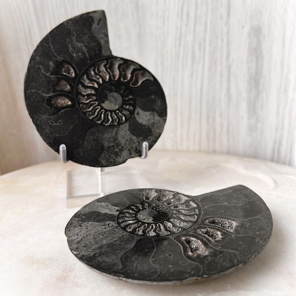 Thumbnail: Large Carbonised Ammonite Pair - Madagascar