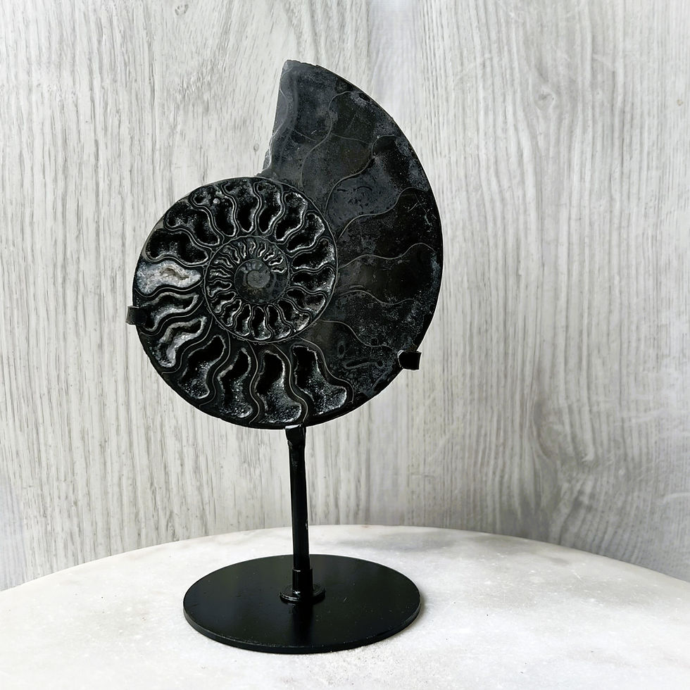 Thumbnail: Druzy Black Ammonite on Stand - Madagascar