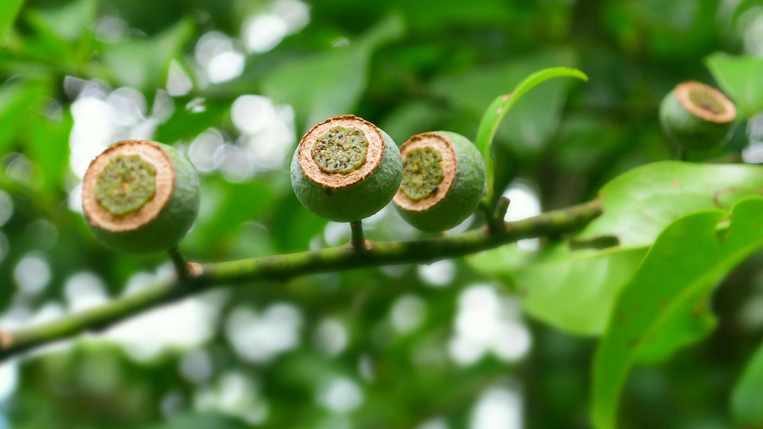 A close-up horizontal photograph of a slender tree branch featuring a row of small, green, cup-shaped native Australian flower buds with textured circular tops, set against a vibrant, softly blurred green forest canopy.