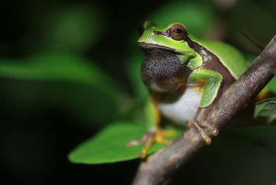 The Pine Barrens Treefrog