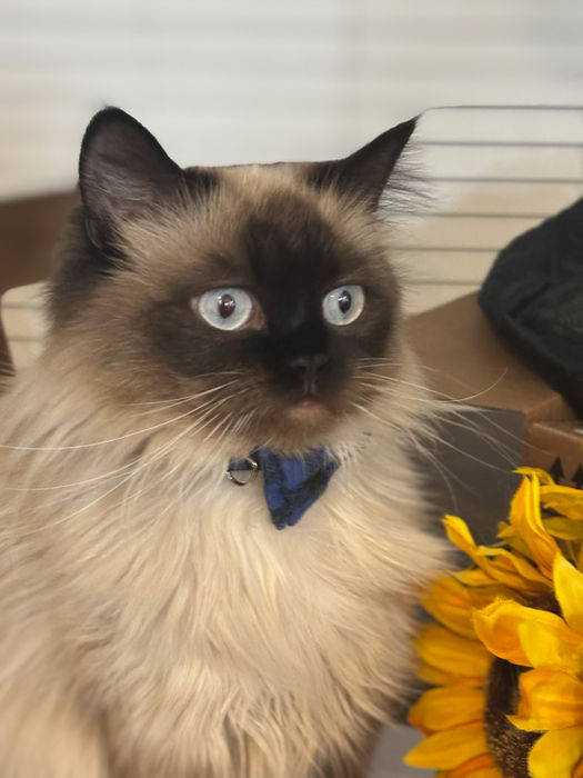 Female Himalayan Cat