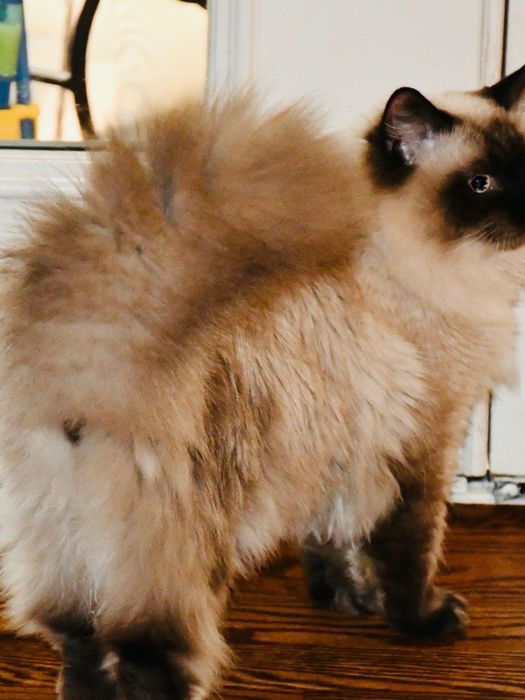 Male Himalayan from Scenic City Himalayans