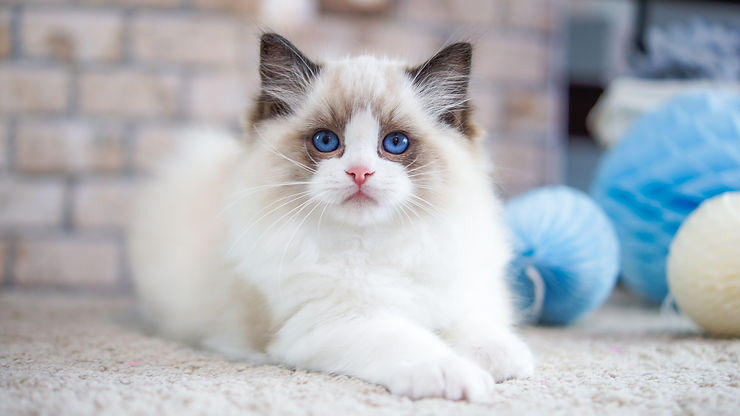 Ragdoll 1