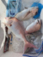 A selection of freshly caught reef fish laid out in the ice box aboard OUTLAW in South Australia.