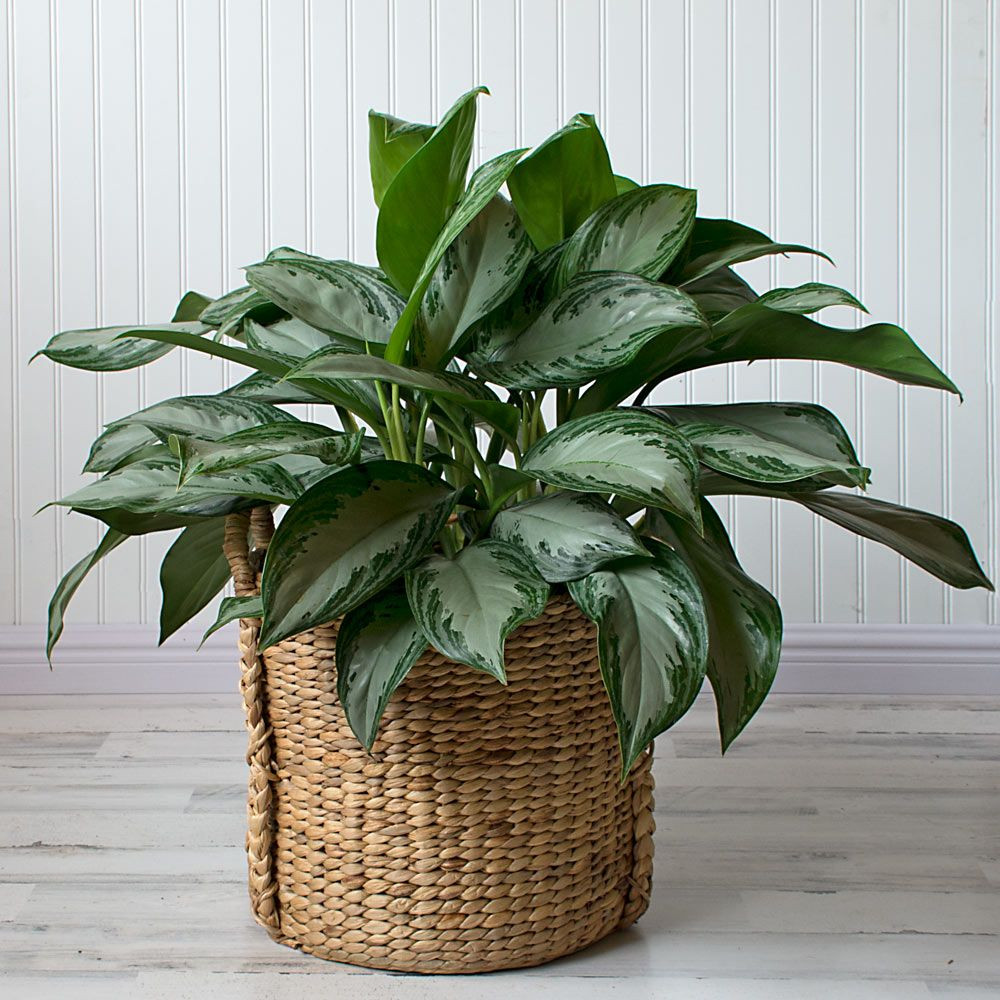 Chinese Evergreens