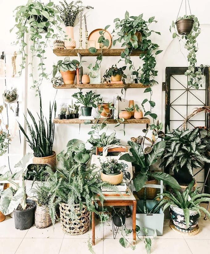 Jungle