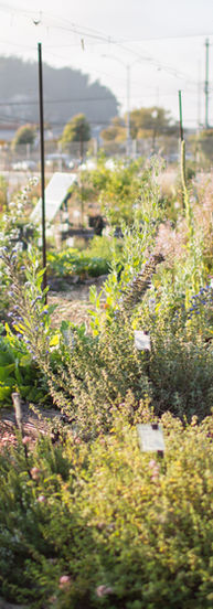 garden8.jpg