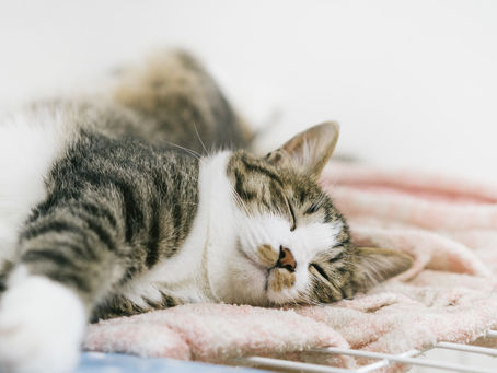 猫のゴロゴロ音は、骨に良い!?