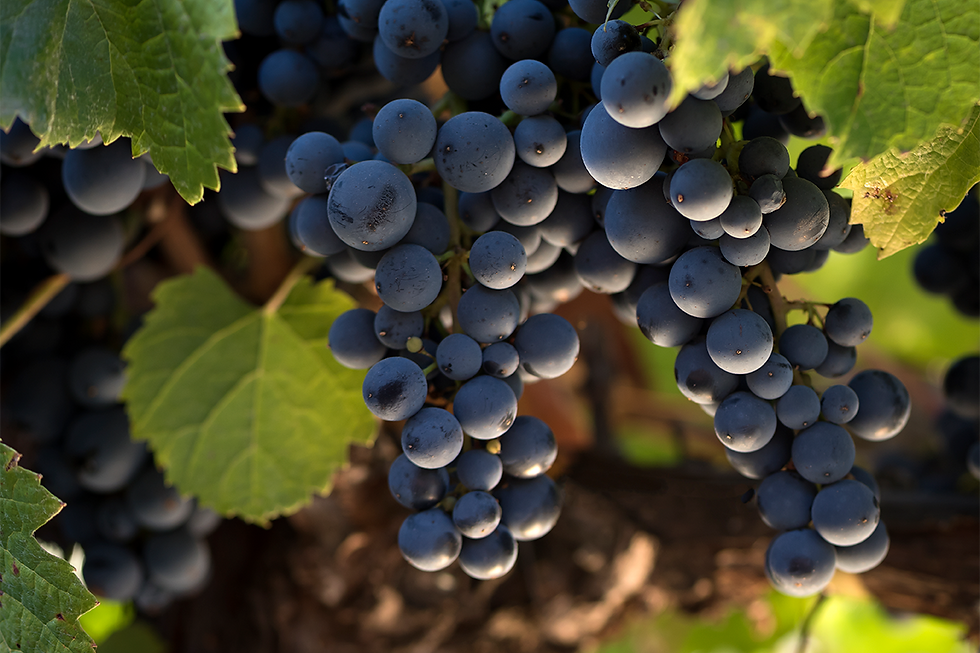 Miniatura: Malbec 375 ml | Tierra Adentro