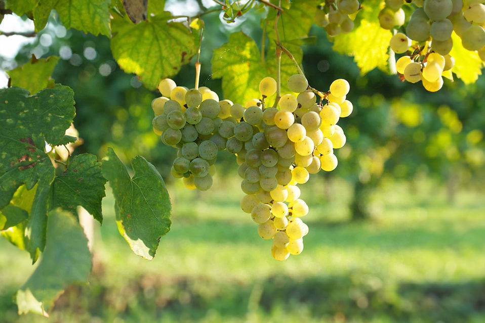 Miniatura: Prosseco Brut il Fondo | Fidora