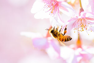AdobeStock_140895392.jpeg