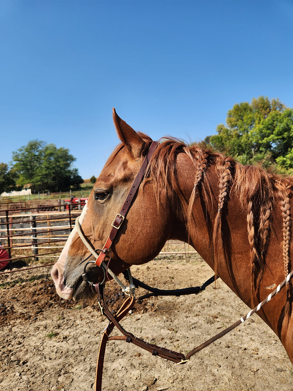 Thumbnail: All-In-One Headstall