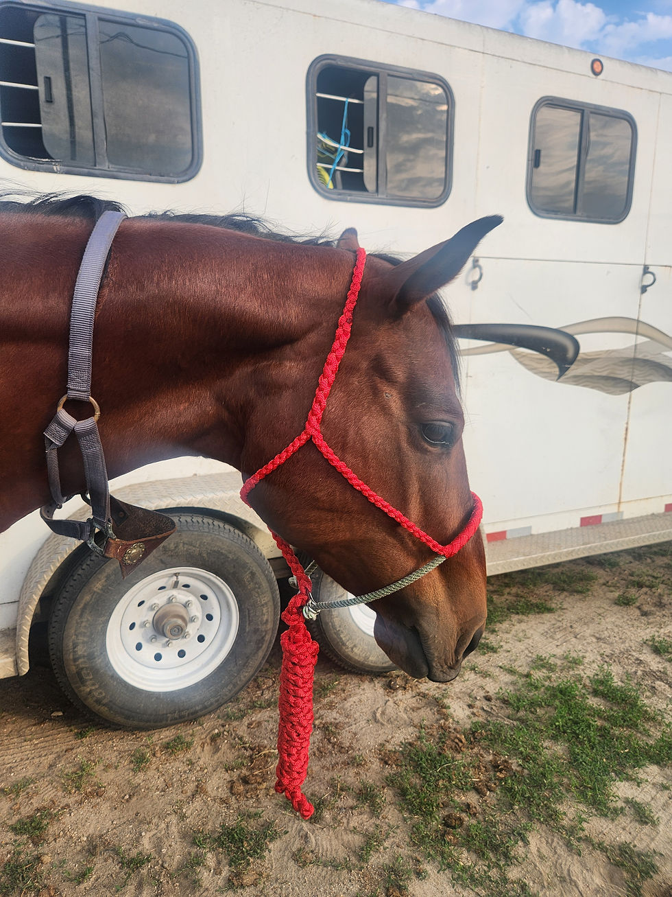 Thumbnail: Muletape Halter - Tie Down Style