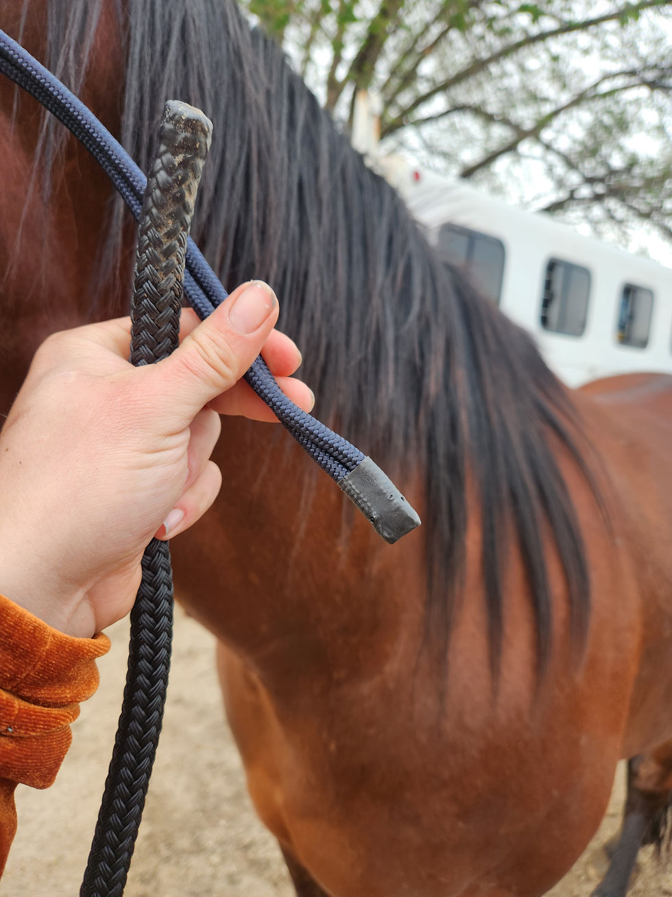 Thumbnail: Stiff Rope Halter