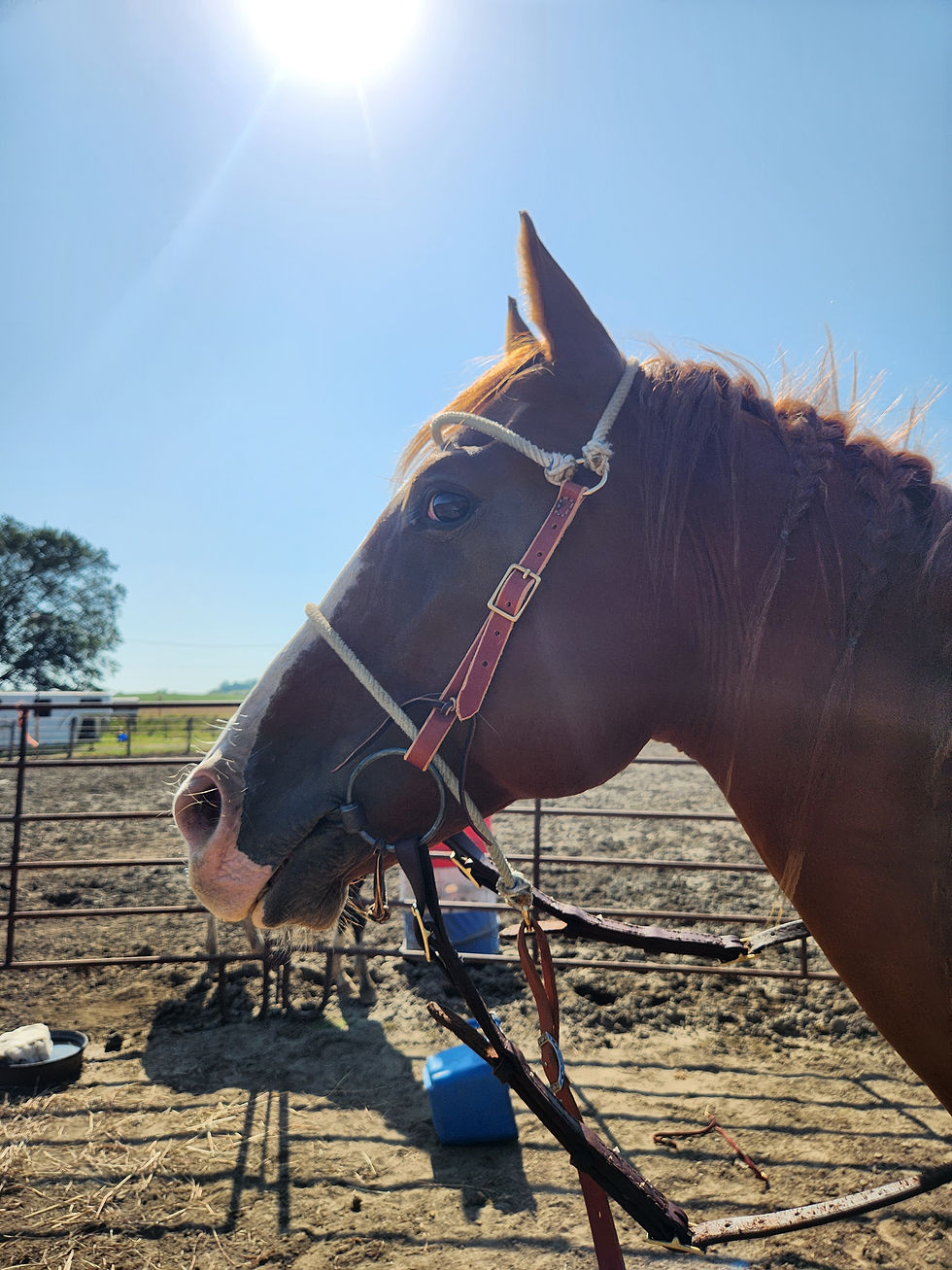 Thumbnail: All-In-One Headstall