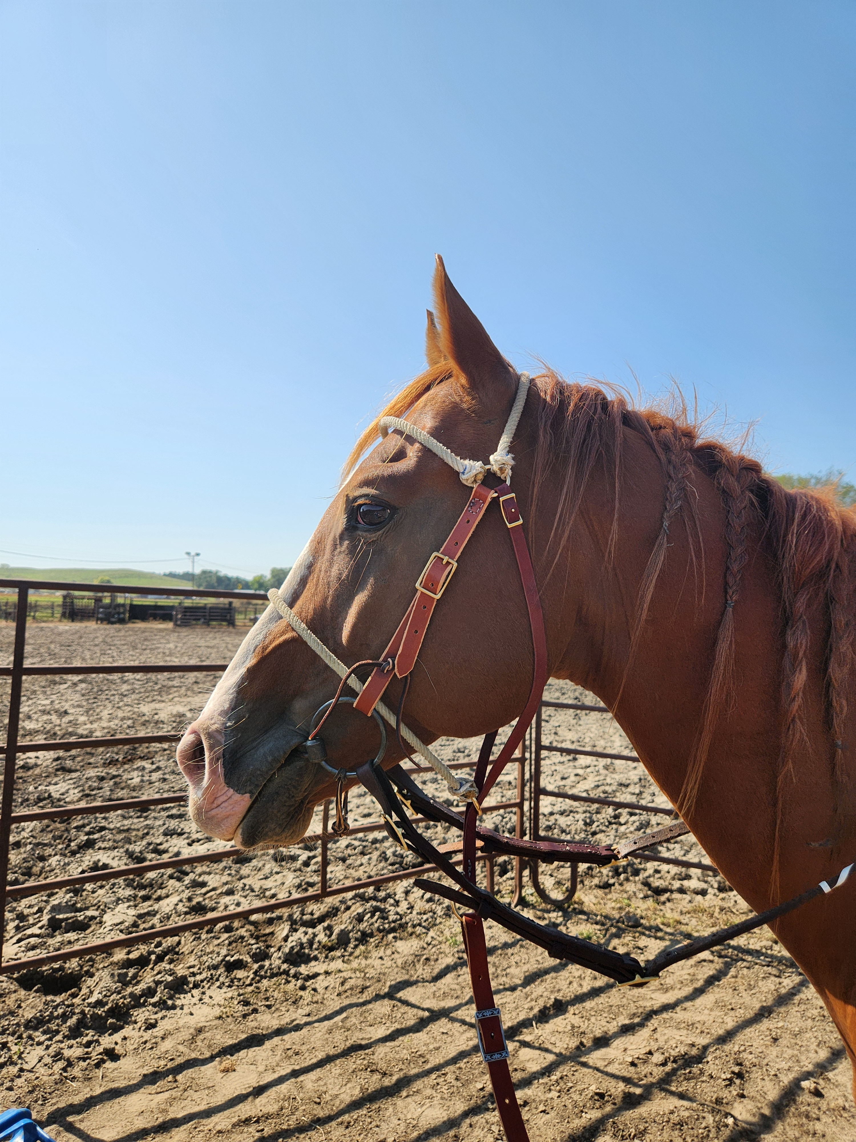 All-In-One Headstall