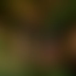 🎄A legjobb karácsonyi 🎀esszenciális olajok és keverékek