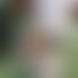 ❄️Téli kedvencek:🧡Szegfűszeg esszenciális olaj