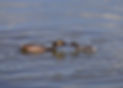 grebes_sara.jpg