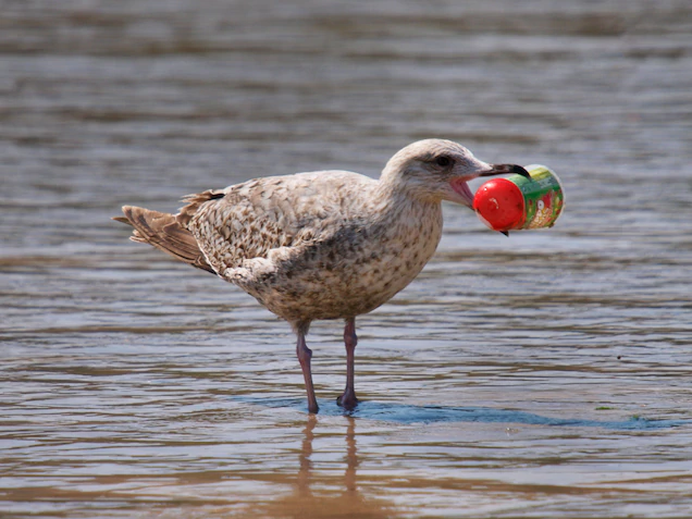 seabirdplastic.webp