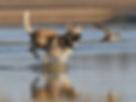 dog chasing bird.jpg