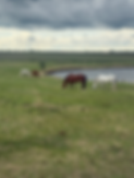 1EA4D8B3-11E2-49CA-93EE-0EC17289B4E0_1_201_a.heic
