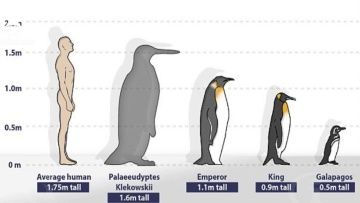 Hallan restos de un pingüino gigante de 35 millones de años