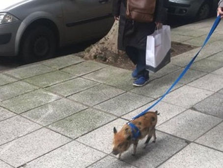 La moda de los "mini cerdos" llegó a la Argentina: ¿cuánto cuesta tener uno?