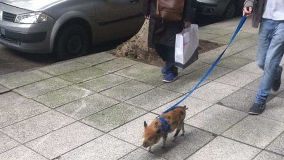 La moda de los "mini cerdos" llegó a la Argentina: ¿cuánto cuesta tener uno?