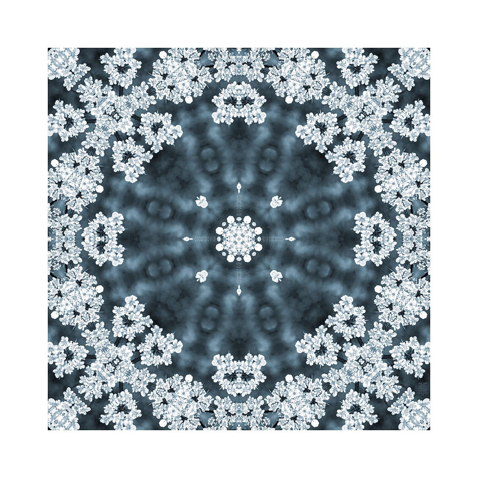 Blue and white Ammi majus mandala