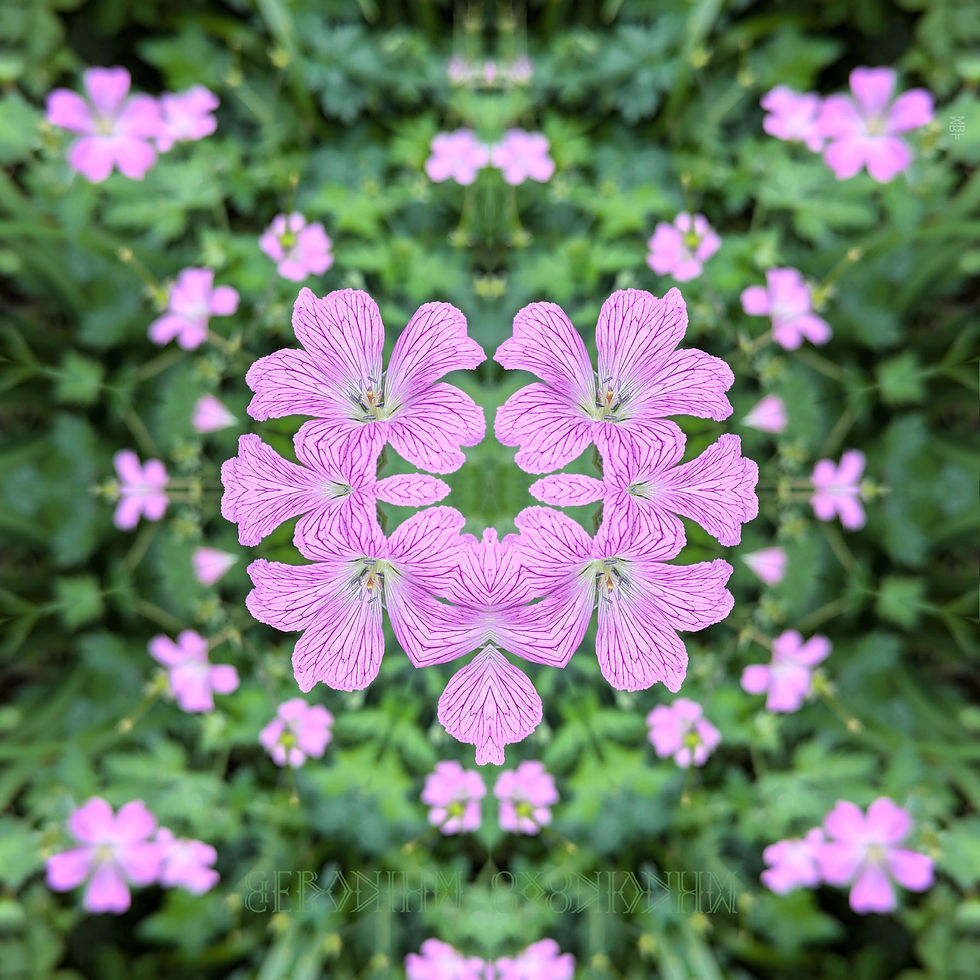 Kaleidoscopic Geranium Oxonianum Mandala