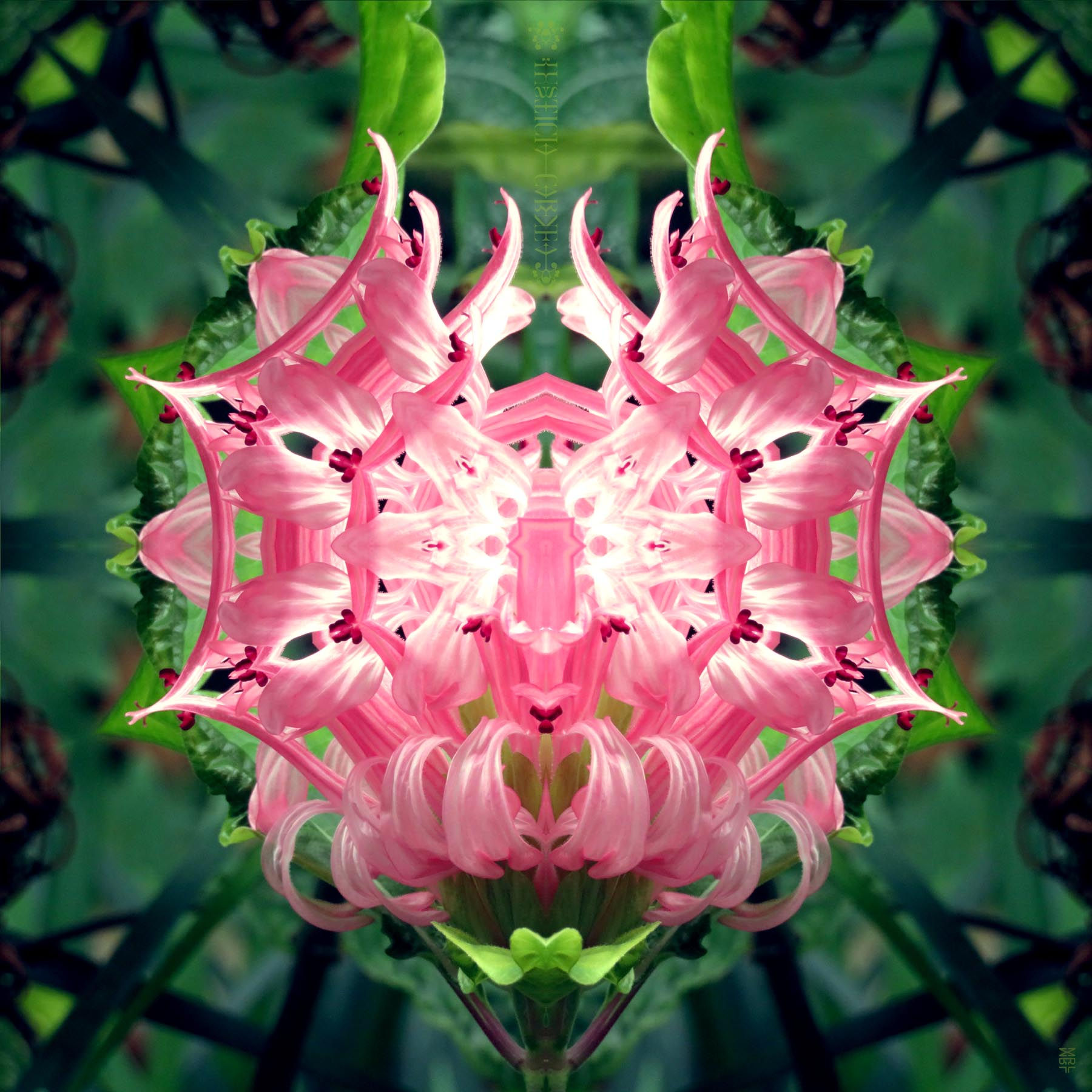 Kaleidoscopic mandala of Justicia Carnea