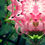 Thumbnail: Kaleidoscopic mandala of Justicia Carnea -- detail