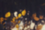Leaves_edited.jpg
