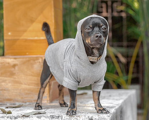 PERRO HACIA ABAJO - Camisetas Bambú