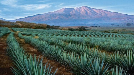 Reconocen por segundo año consecutivo a la Ruta del Tequila como lo Mejor de México