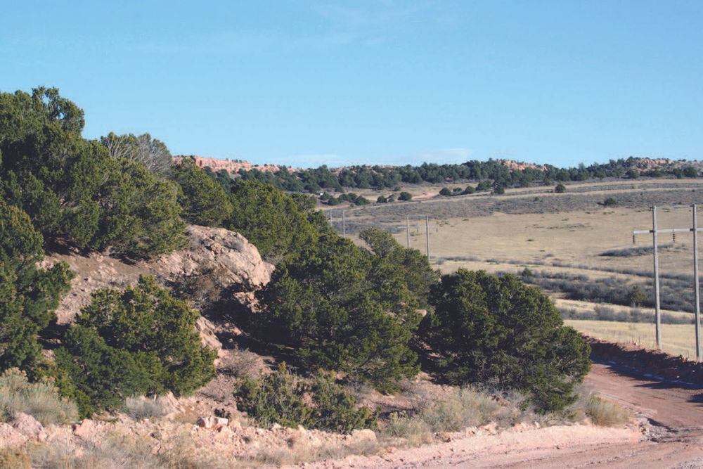 Piñon Pines and their Dwarf Selections