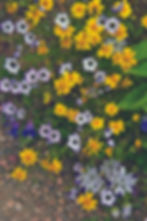 At Denver Botanic Gardens, Mike Kintgen has been sowing winter annuals in areas of open gravel: (above) yellow Coreopsis stillmanii with lavender birds eye Gilia tricolor and five spot Nemophila maculata