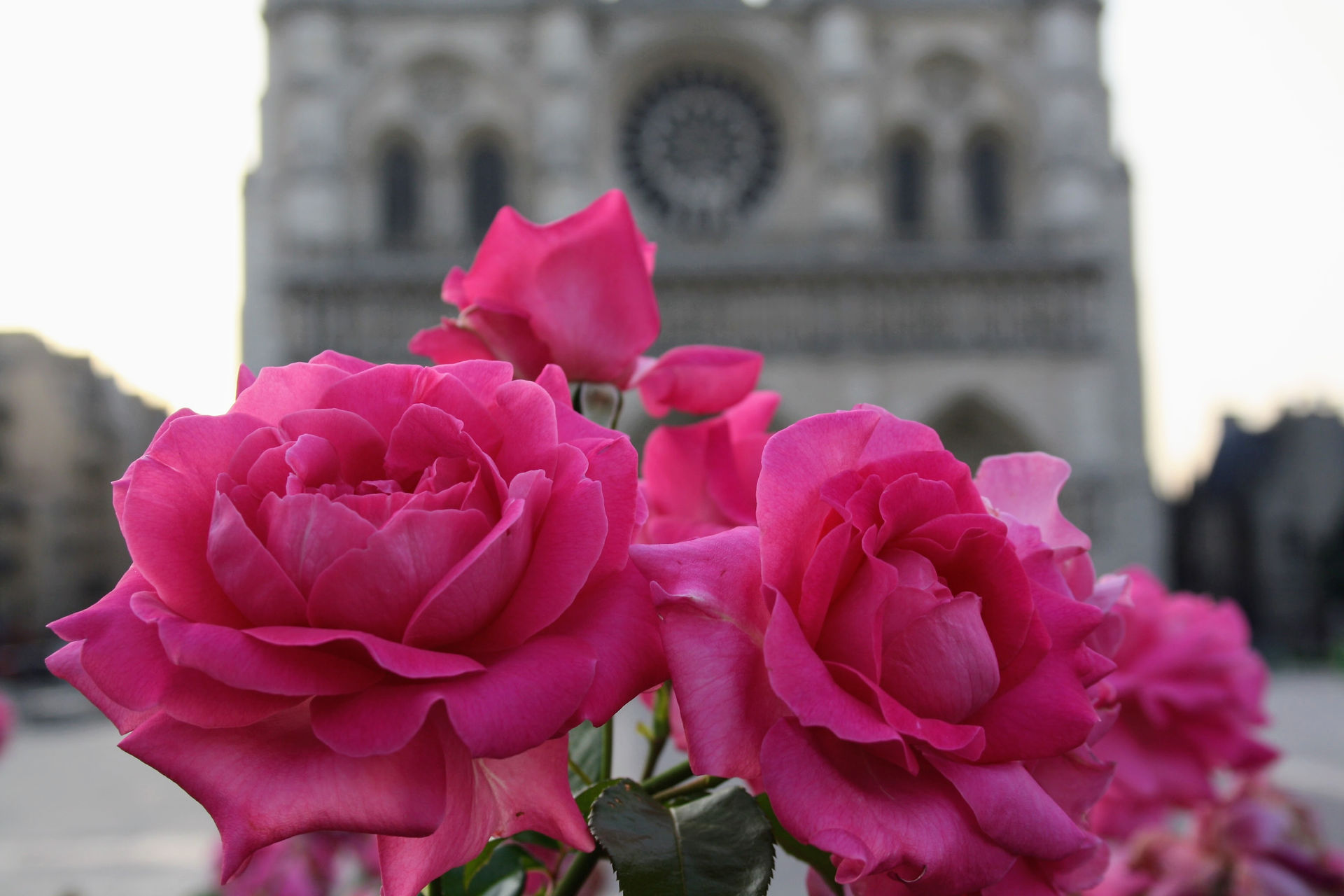 Roses et rosaces