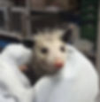 opossum_edited.jpg