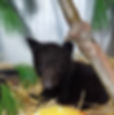 bear2.jpg